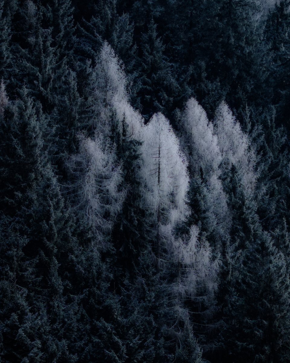 Hoarfrost