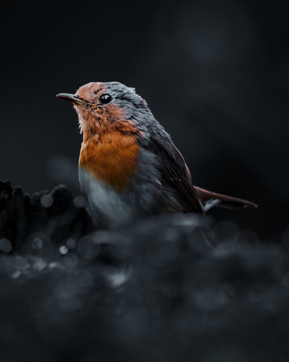 Redbreast